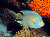 ph9.gif