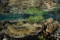 Hard Corals.jpg