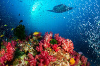 Manta and Soft Corals.jpeg