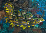 Sweetlips.jpg