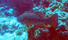 tiger grouper.jpg