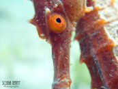 1292 07 5 seahorse.jpg