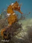 1341 02 red seahorse.jpg