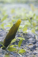 1341 03 pike blenny.jpg