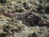 1341 05 scorptionfish.jpg