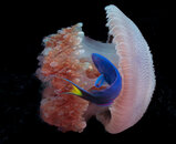 Mosiac Jelly fish being nibbled.jpg