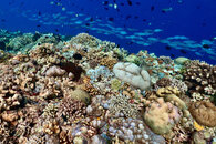 IMG_2290.jpeg
