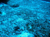 2007 Nov Cozumel 518.jpg