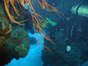 2007 Nov Cozumel 219.jpg