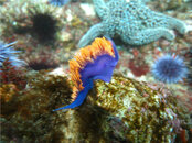 nudi 1000x750.jpg