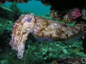 Busselton Cuttlefish R.jpg