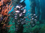 Busselton Jetty R.jpg