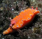 Long tailed Nudi Busselton jetty R.jpg