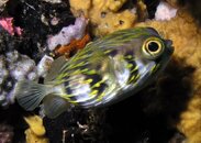 Porcupine fish Busselton jetty R.jpg