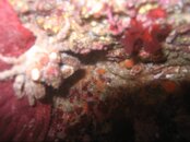 small crab.jpg