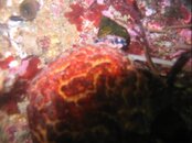 small snail.jpg