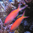 Ignitus_Anthias_small.jpg