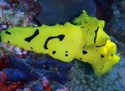 Kuning2.jpg