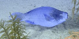ParrotFish (Medium).jpg
