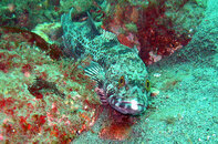 lingcod.JPG