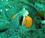 nudi1.JPG