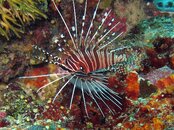 Moalboal Spotfin Lionfish.jpg