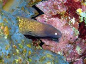 Moalboal Pescador White eyed  Moray Medium Web view.jpg