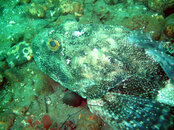 sculpin.JPG