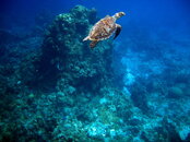 2008-04-01 Dive 1- Ray (27).jpg