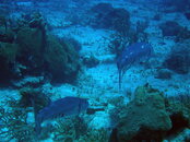 2008-04-01 Dive 2 - Ray (18).jpg