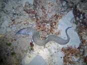 2008-04-01 Dive 3 - Ray (9).jpg