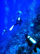 2008-03-30 Dive 2 - Ray (27).jpg