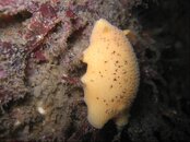 small nudi.jpg