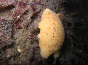 small nudi.jpg