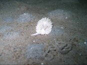 white nudi small.jpg