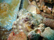 octopus1.jpg
