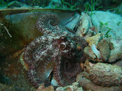 octopus.jpg