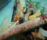 octopus2.jpg