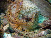 octopus&eggs1.jpg