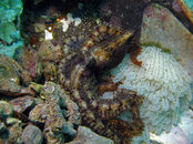 octopus&eggs.jpg