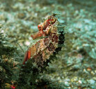seahorse1.jpg