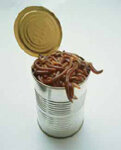 worms.jpg