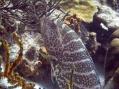 Tiger Grouper CRWorig.jpg