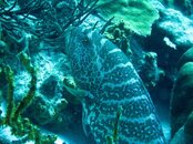 Tiger Grouper JPGorig.jpg