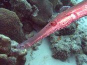 Trumpetfish CRWorig.jpg