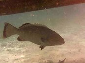 grouper type fish.jpg