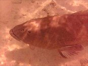 same grouper.jpg
