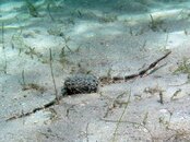 Blue Heron Bridge Diamond Pipefish.jpg