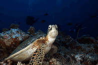 IMG_3916.gif