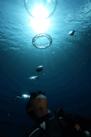 IMG_3959.gif